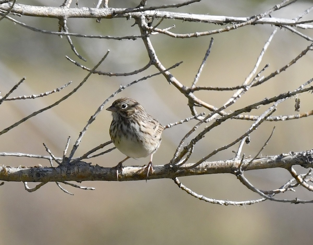 Vesper Sparrow - ML641955165
