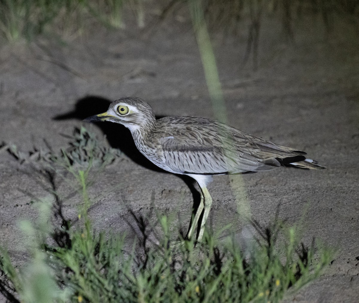 Senegal Thick-knee - ML641955167