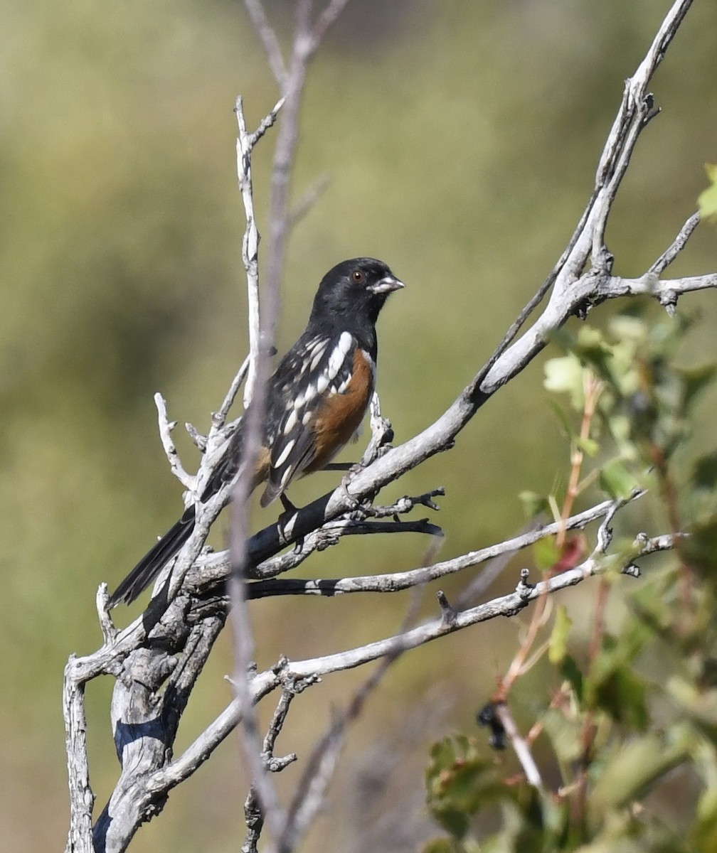 Spotted Towhee - ML641955168