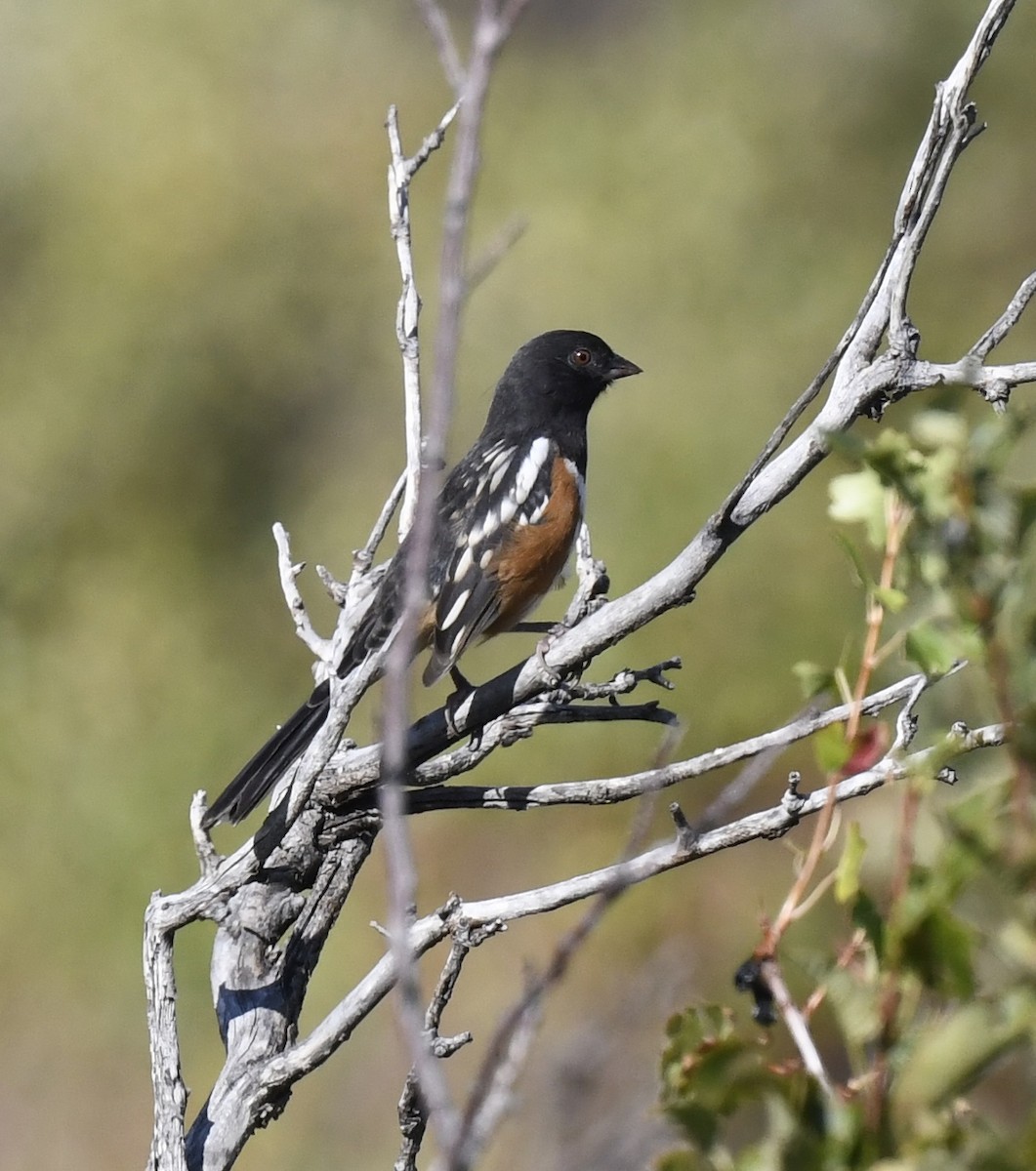 Spotted Towhee - ML641955169