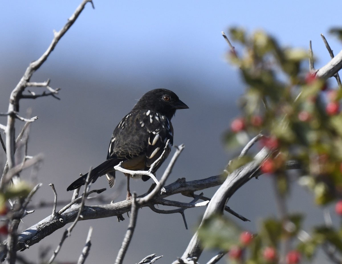 Spotted Towhee - ML641955170