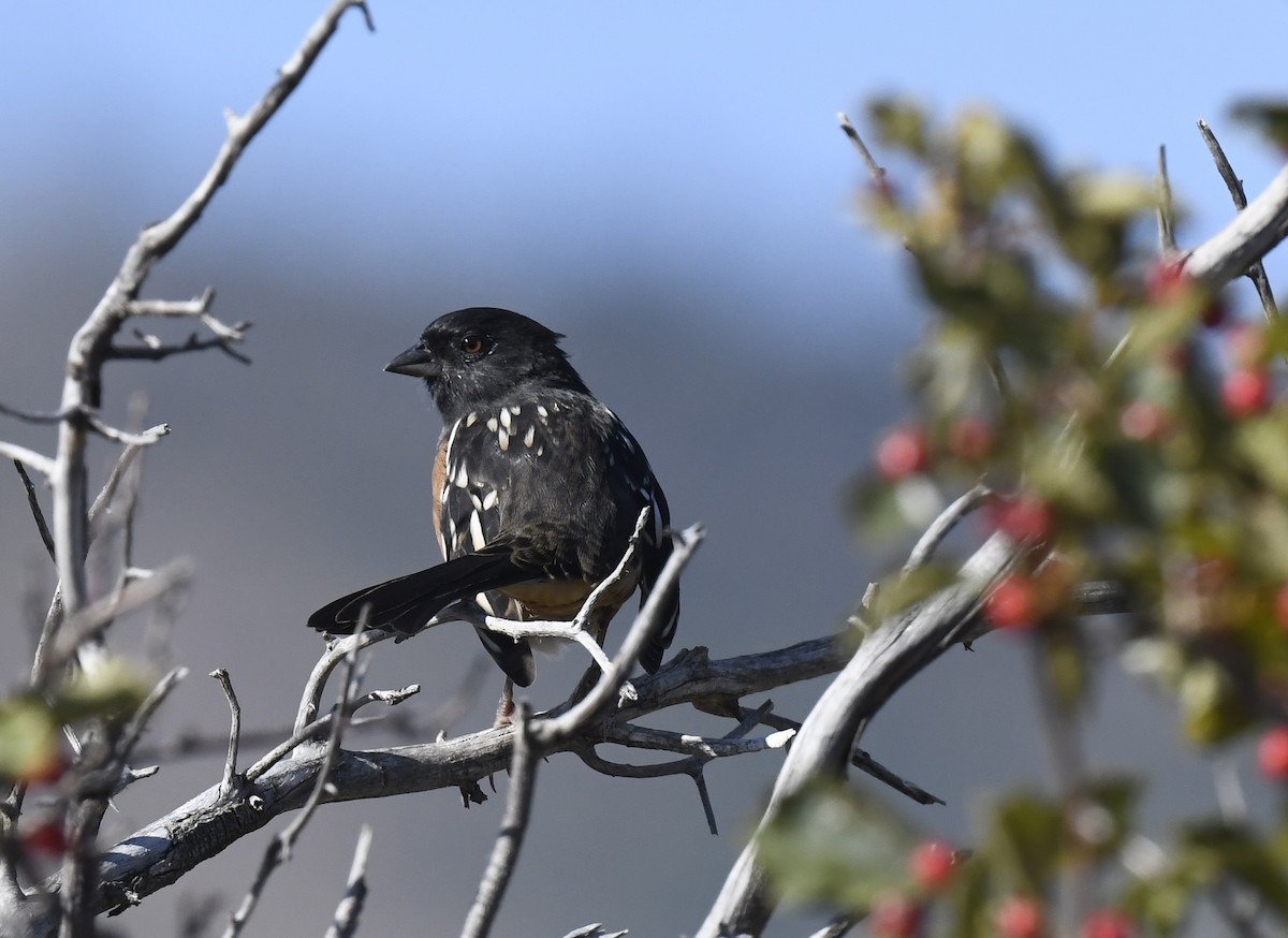 Spotted Towhee - ML641955171