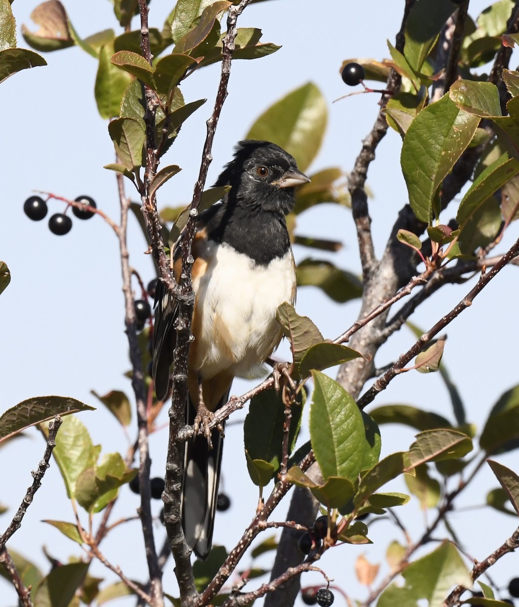 Spotted Towhee - ML641955174