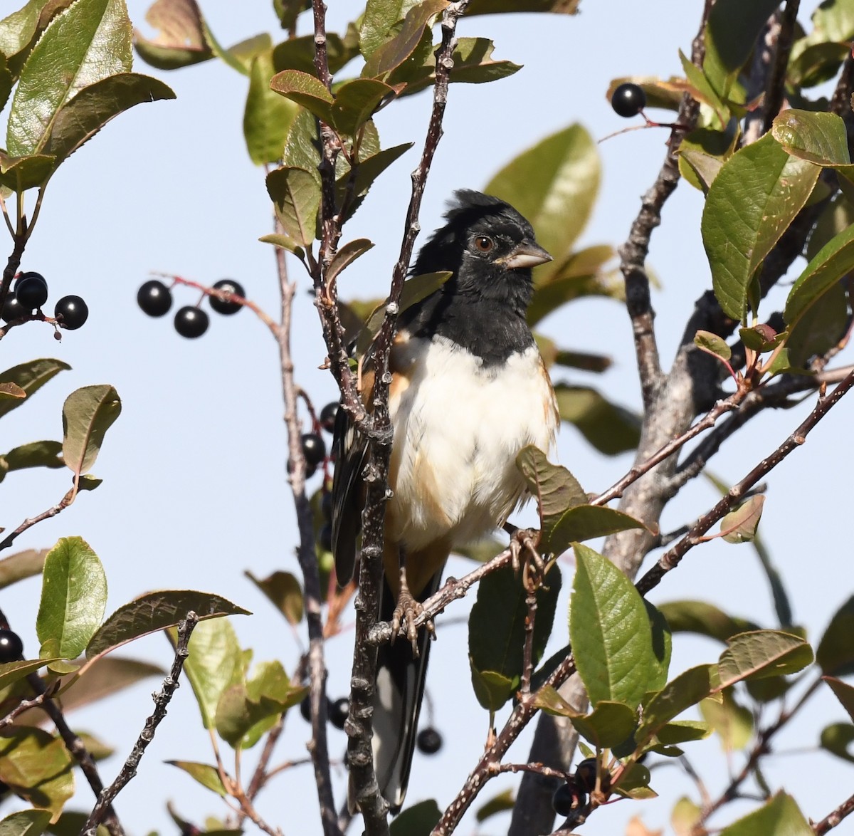Spotted Towhee - ML641955175