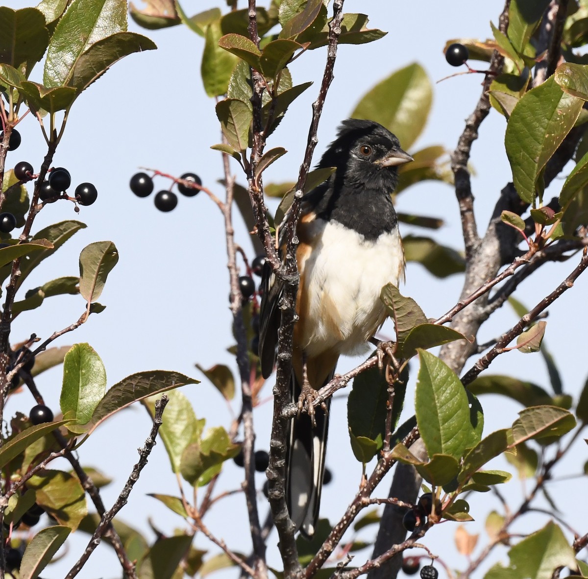 Spotted Towhee - ML641955176