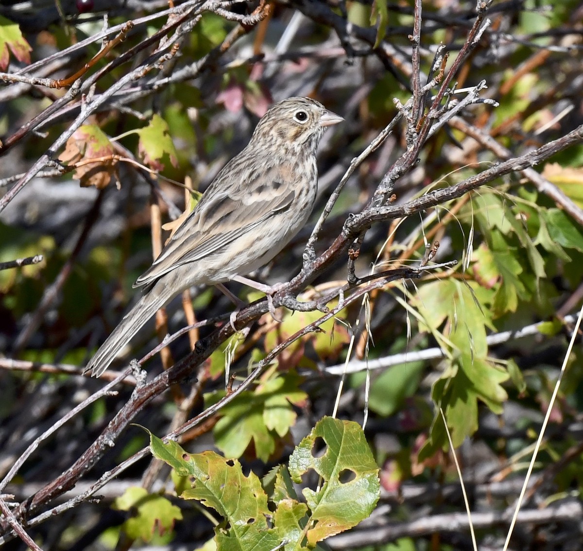 Vesper Sparrow - ML641955183