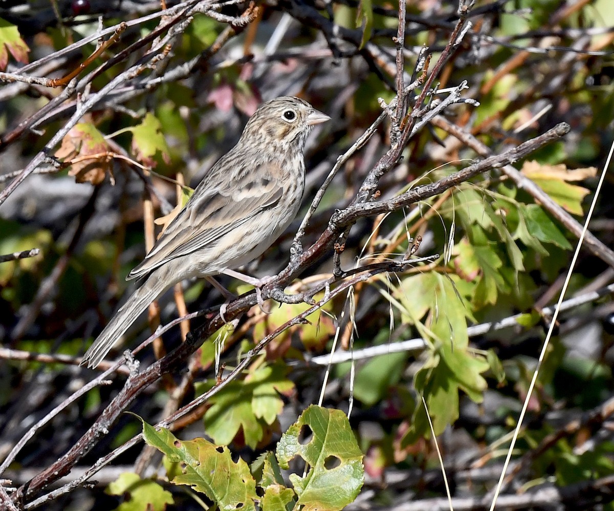 Vesper Sparrow - ML641955184