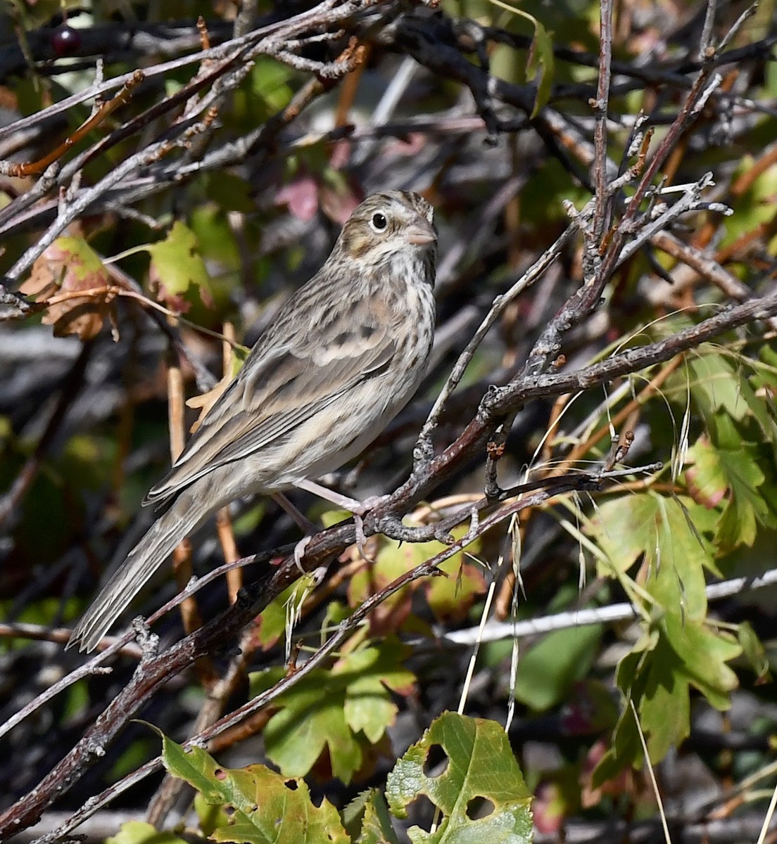 Vesper Sparrow - ML641955185