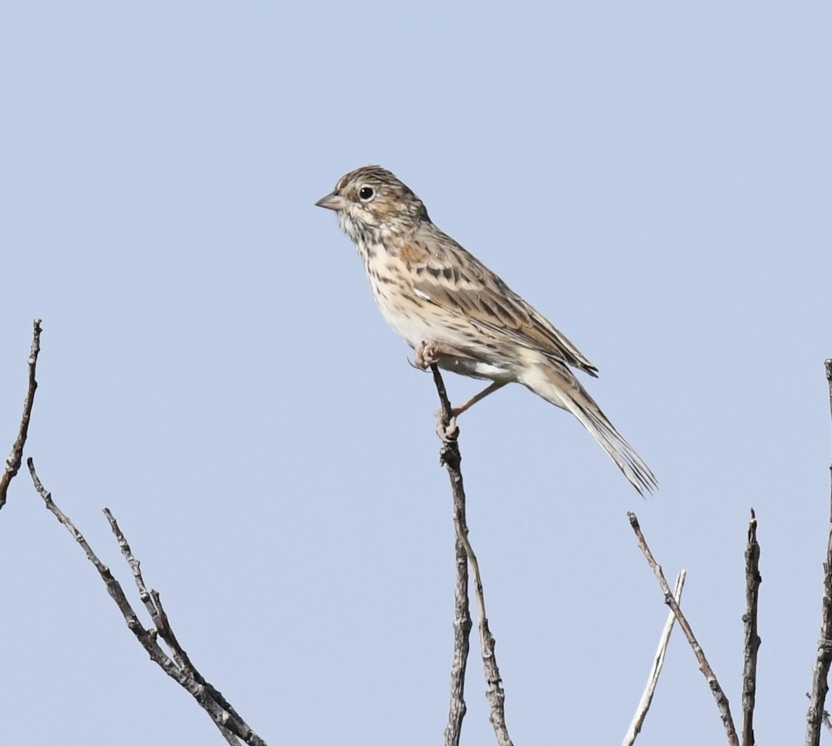 Vesper Sparrow - ML641955188