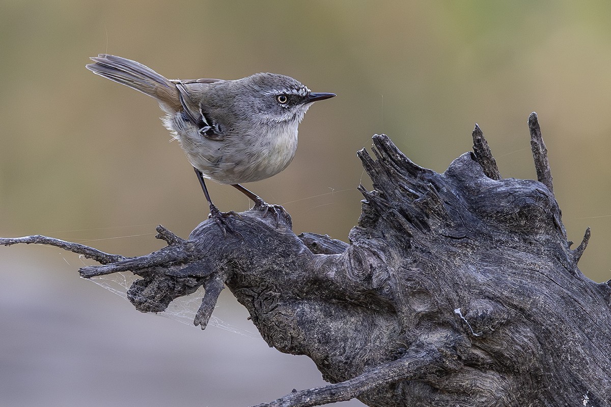 White-browed Scrubwren - ML641955190