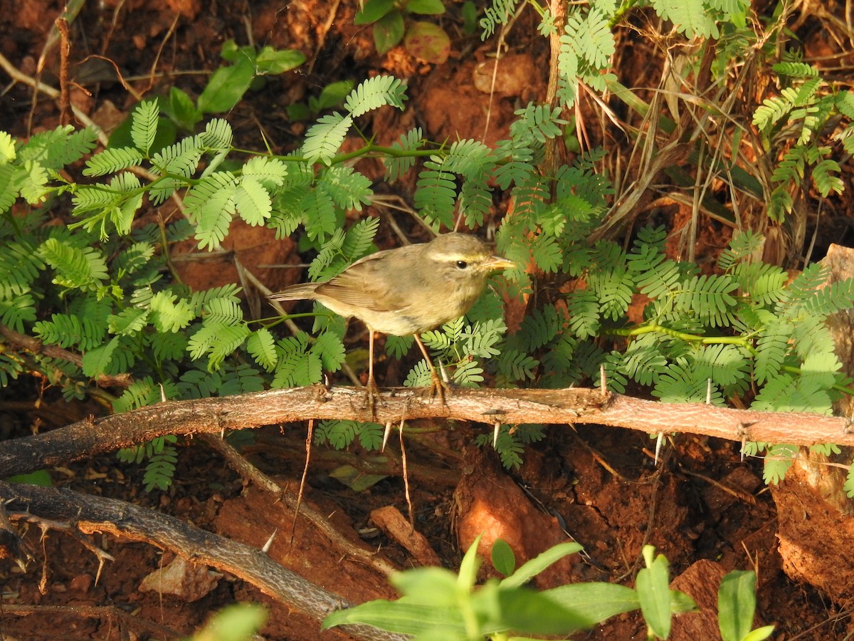 Sulphur-bellied Warbler - ML641955221