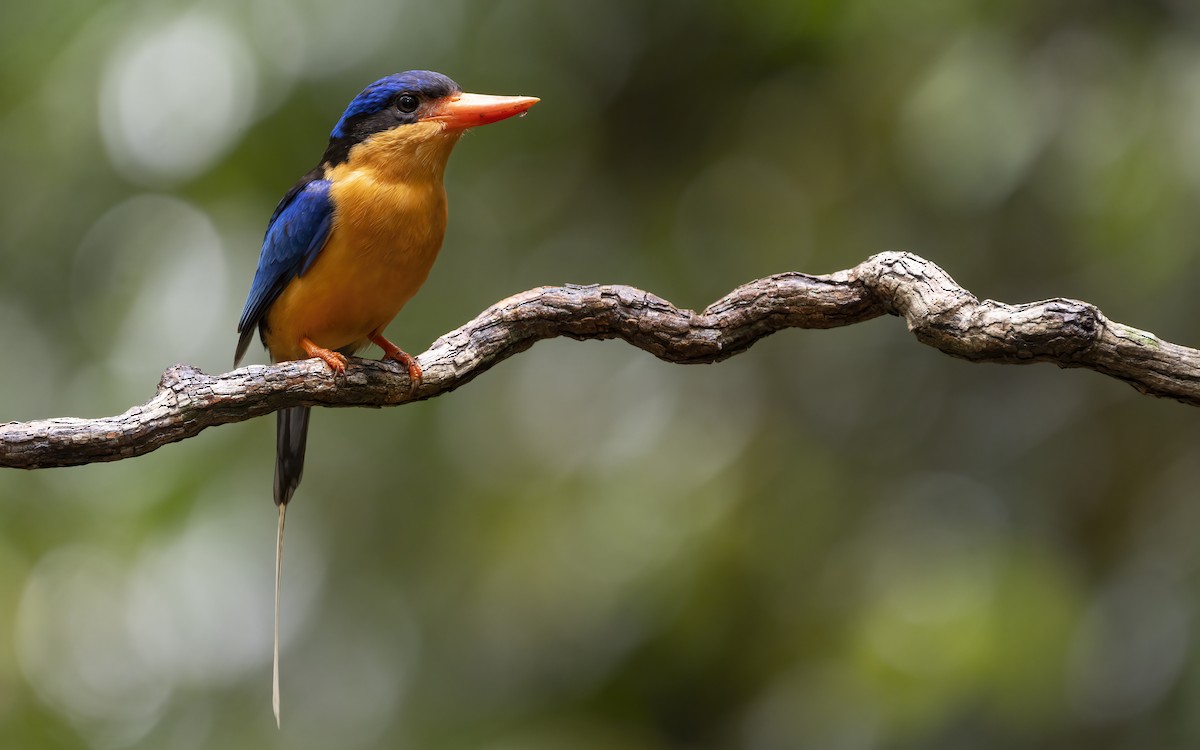 Buff-breasted Paradise-Kingfisher - ML641955222