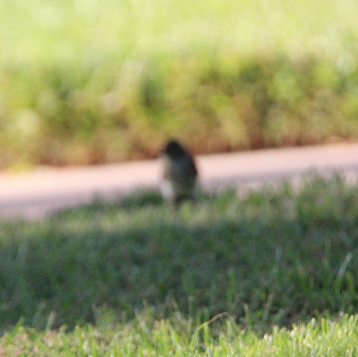 Dark-eyed Junco - ML641955241