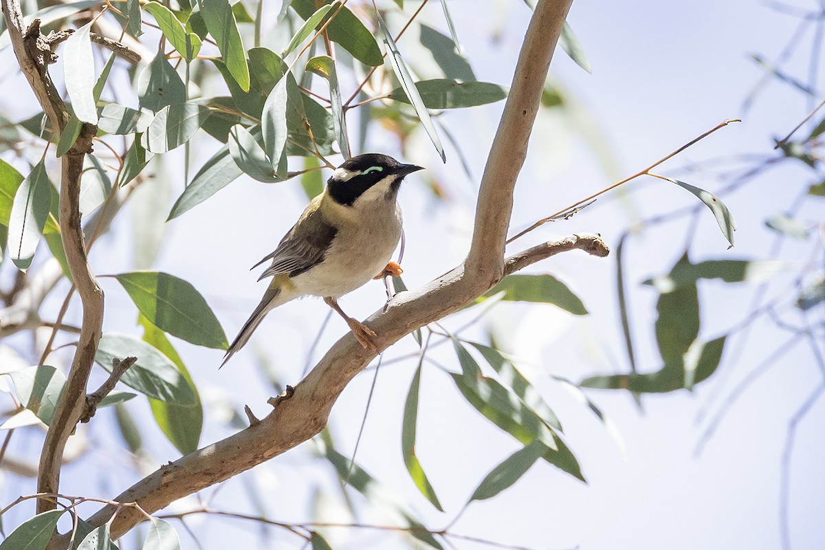 Black-chinned Honeyeater - ML641955255