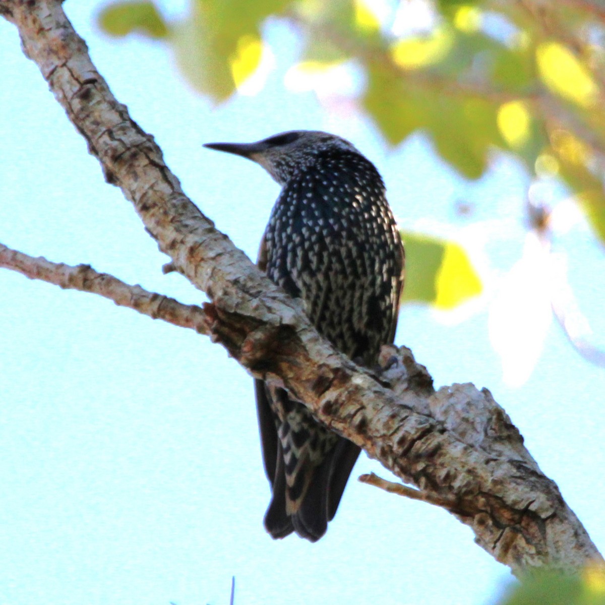 European Starling - ML641955267