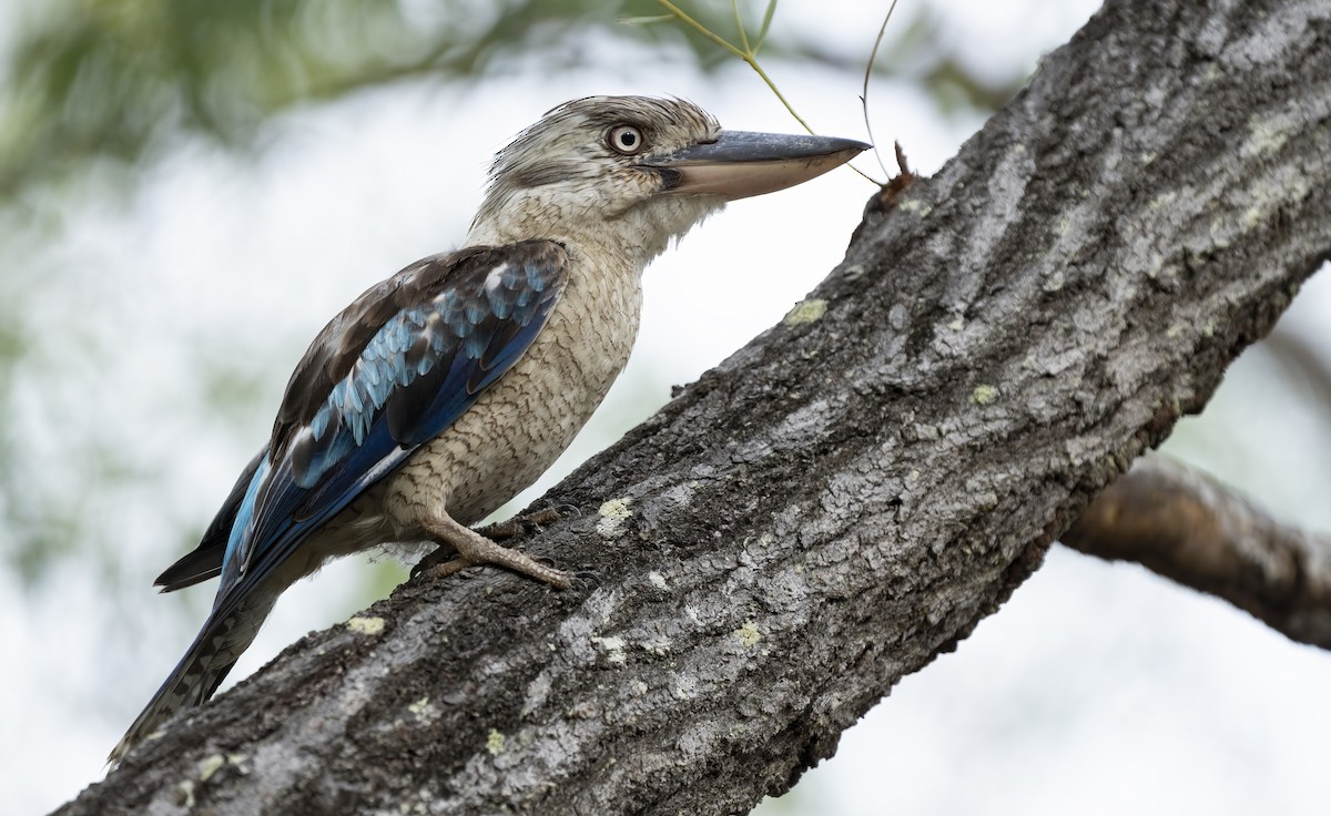 Blue-winged Kookaburra - ML641955268