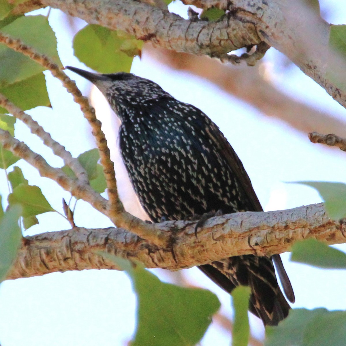 European Starling - ML641955269