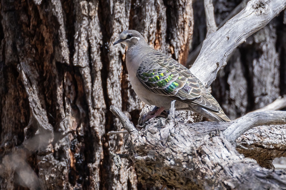 Common Bronzewing - ML641955270