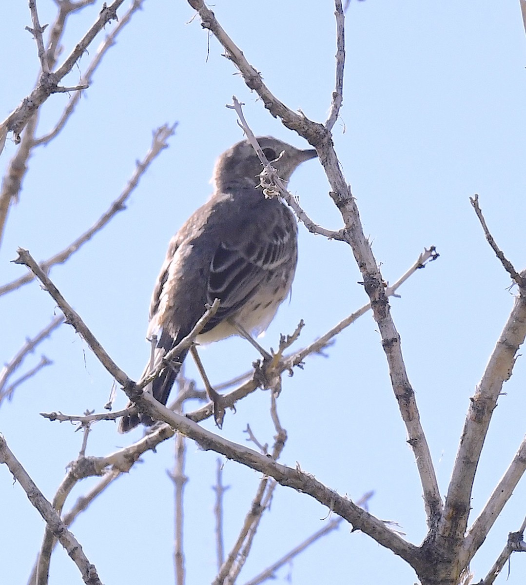Sage Thrasher - ML641955271