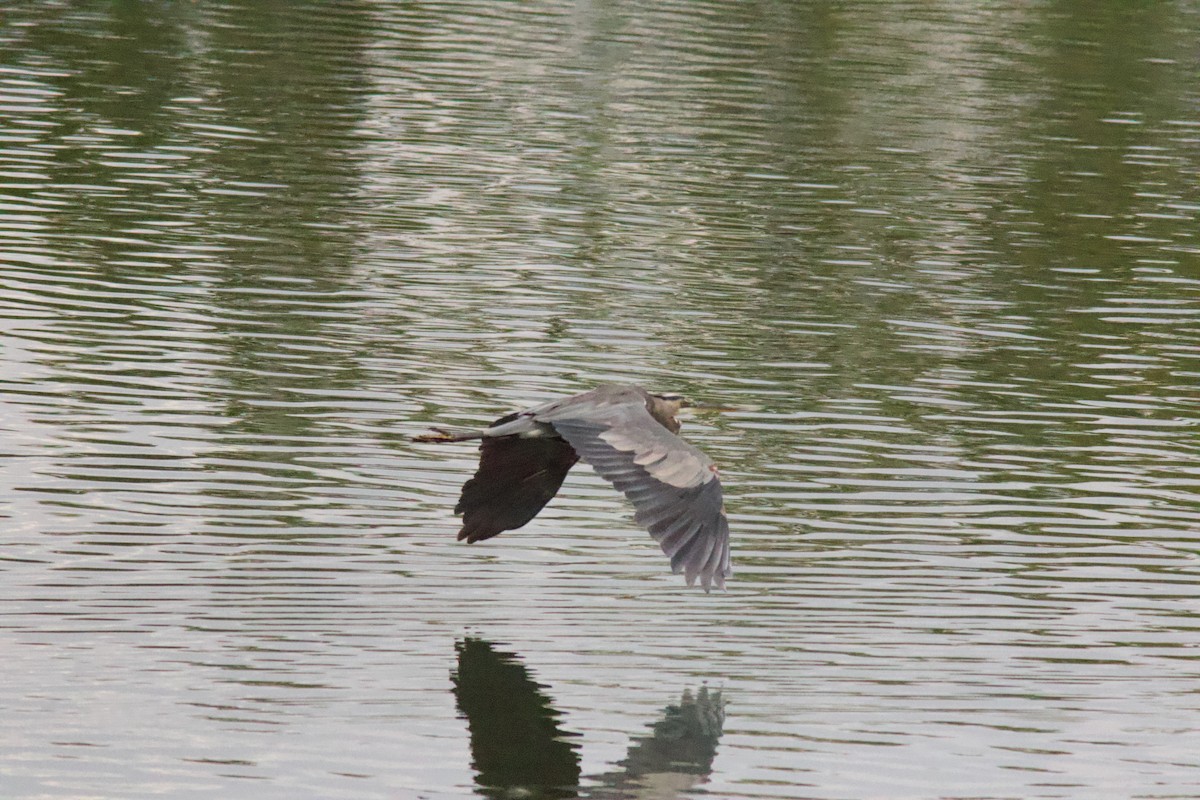 Great Blue Heron - ML641955274