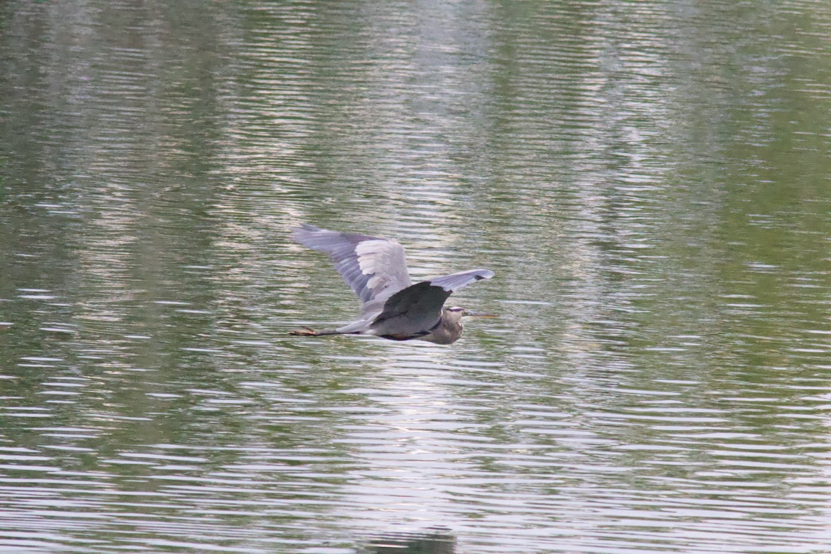 Great Blue Heron - ML641955275