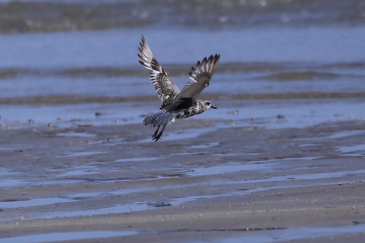 Black-bellied Plover - ML641955277