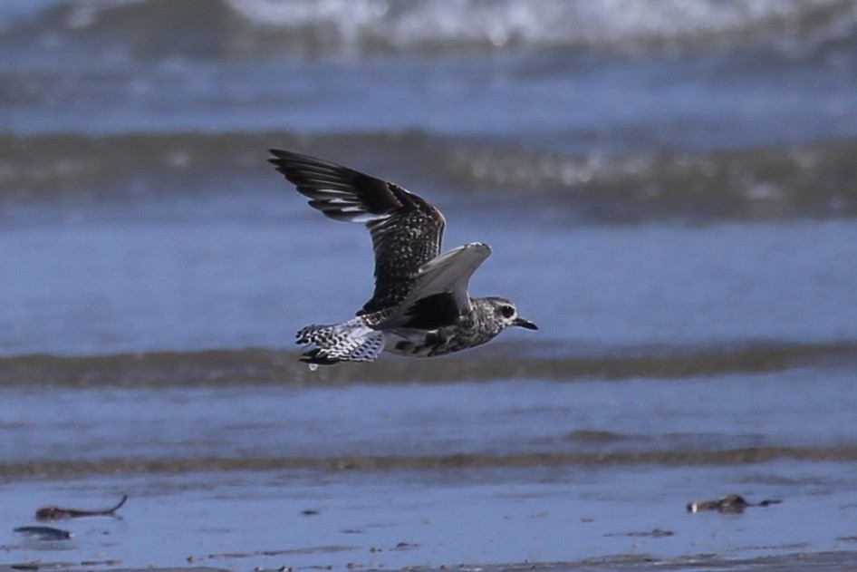 Black-bellied Plover - ML641955278