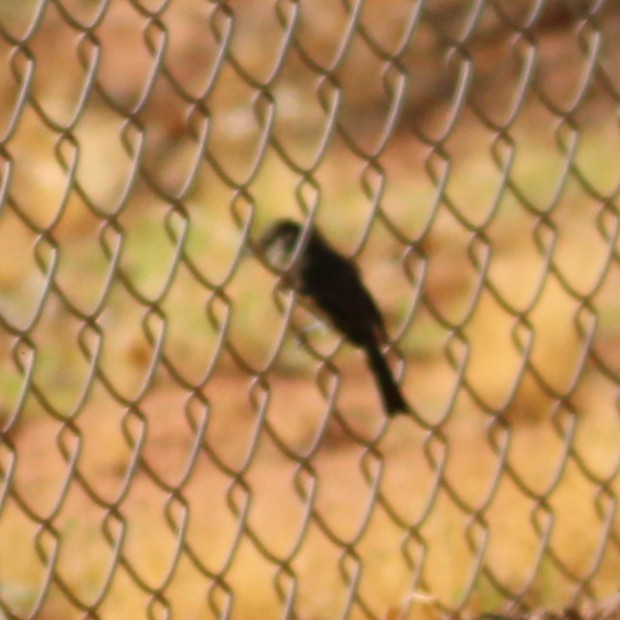 Gray Flycatcher - ML641955280