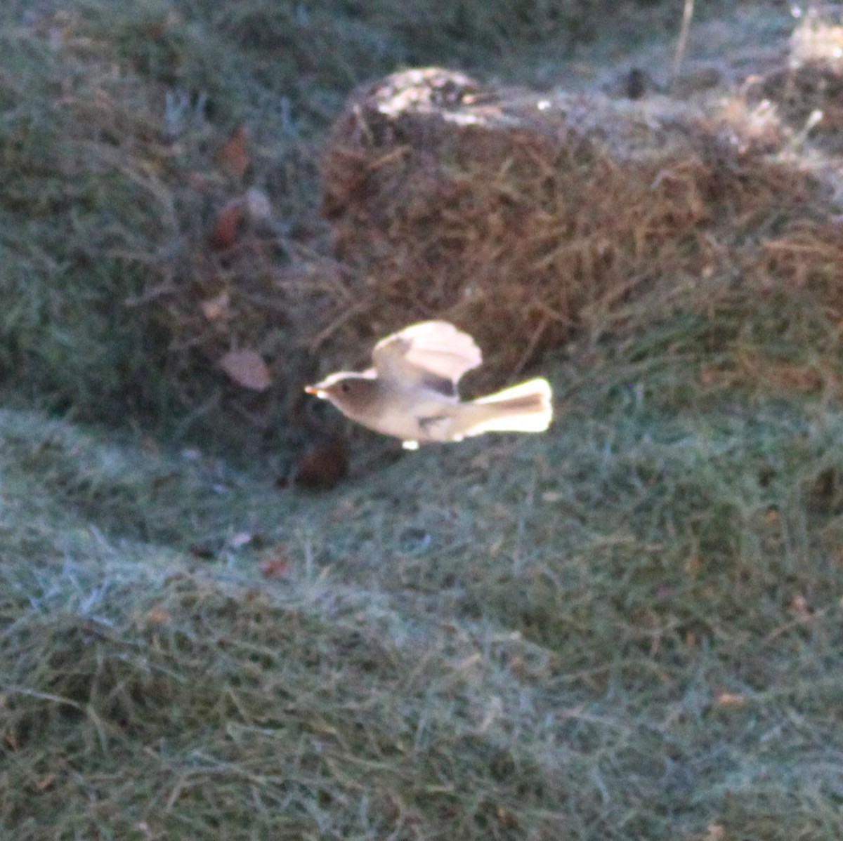 Gray Flycatcher - ML641955281