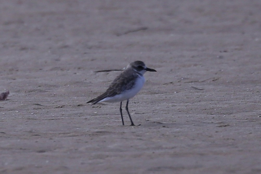 Greater Sand-Plover - ML641955282