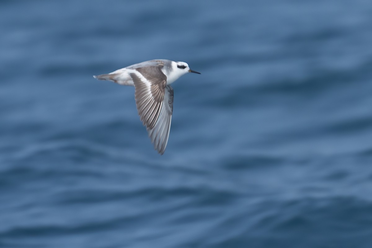 Red Phalarope - ML641955283