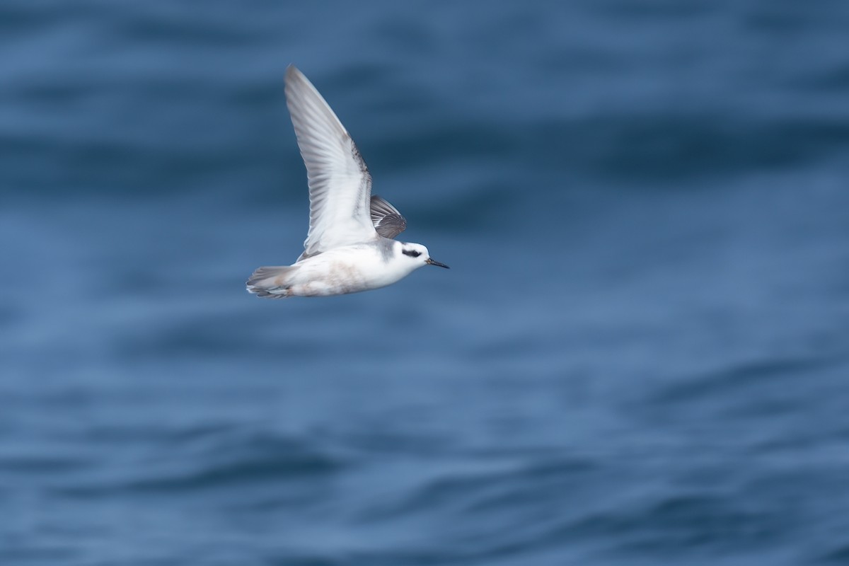 Red Phalarope - ML641955284