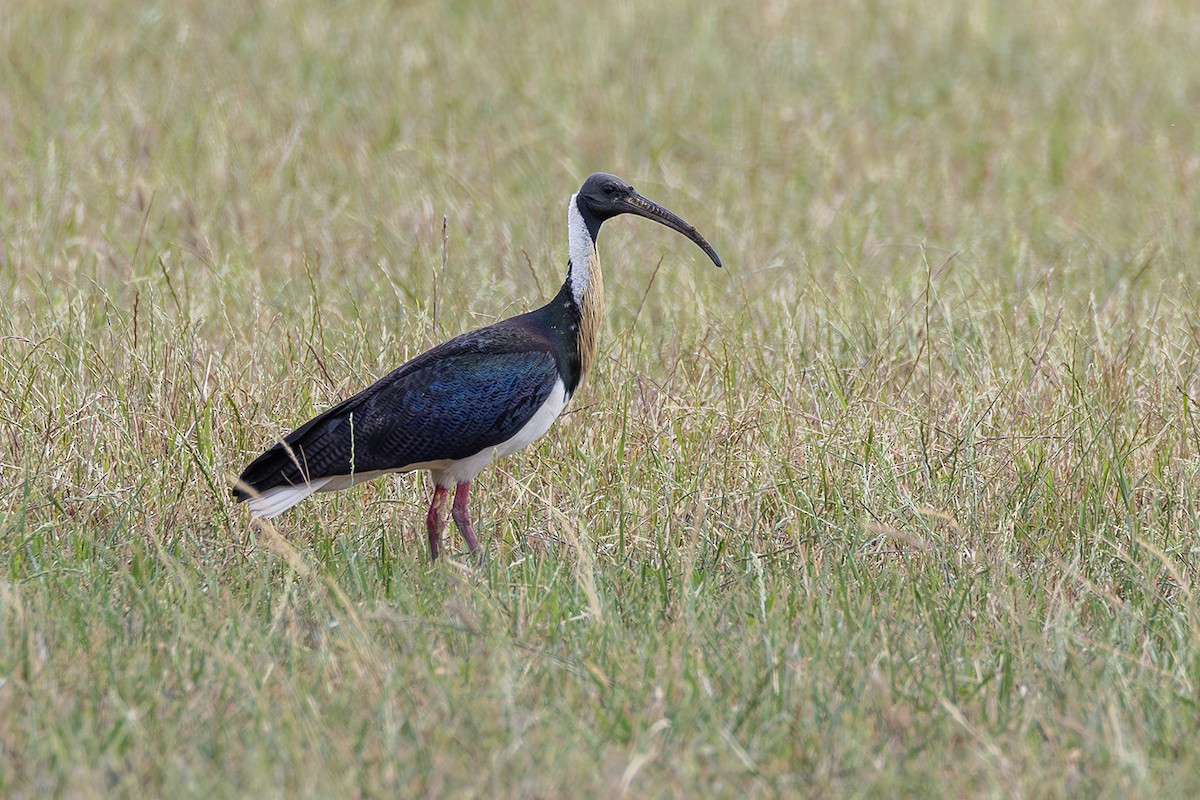 Straw-necked Ibis - ML641955285