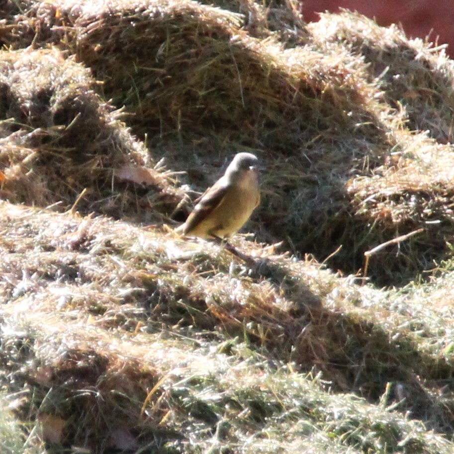 Hammond's Flycatcher - ML641955286