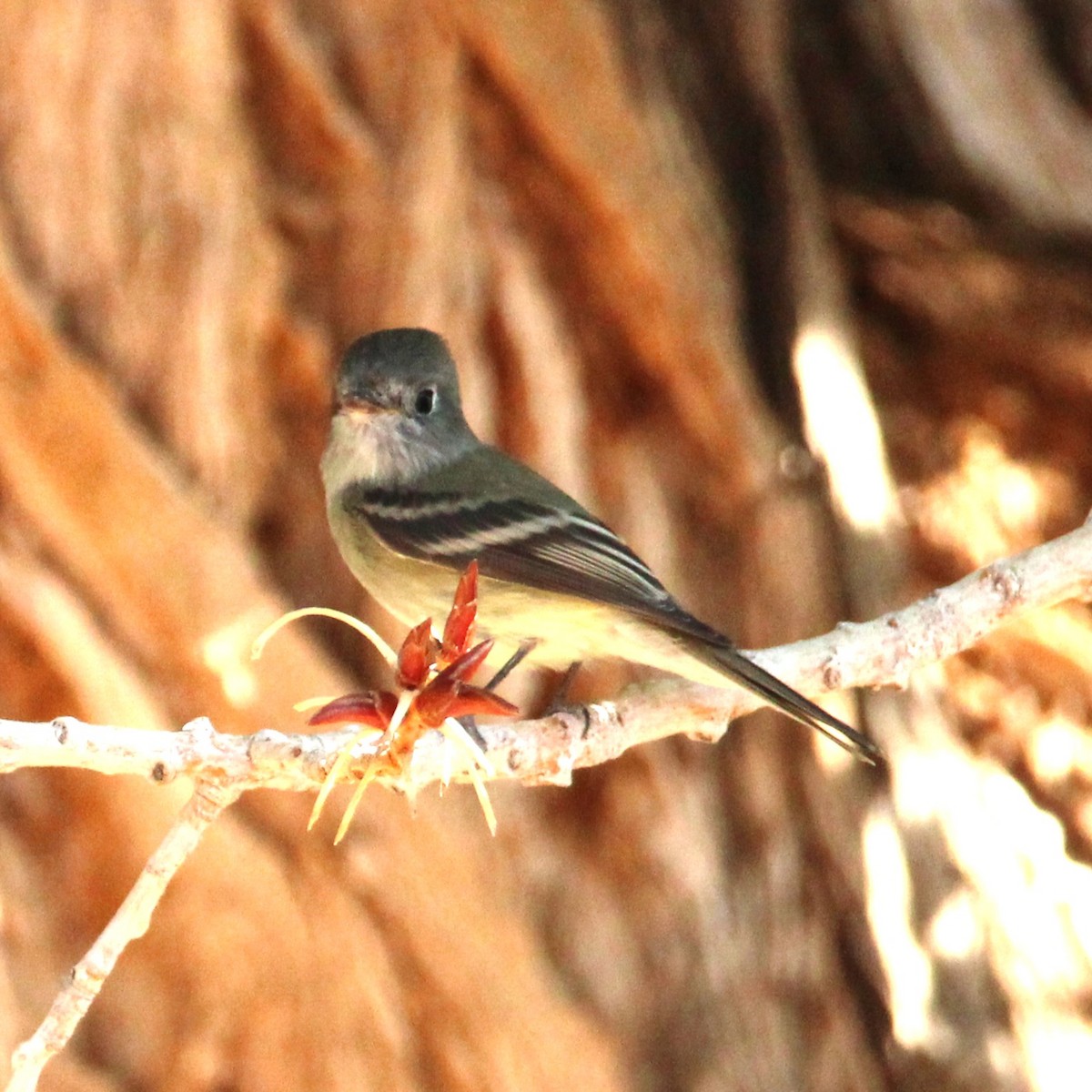 Hammond's Flycatcher - ML641955287