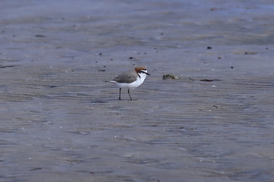 Red-capped Plover - ML641955288