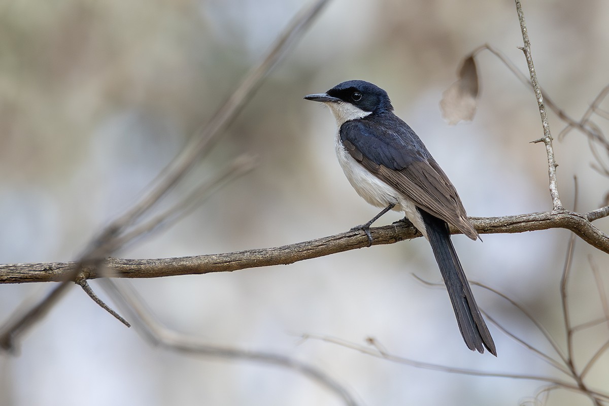 Restless Flycatcher - ML641955290