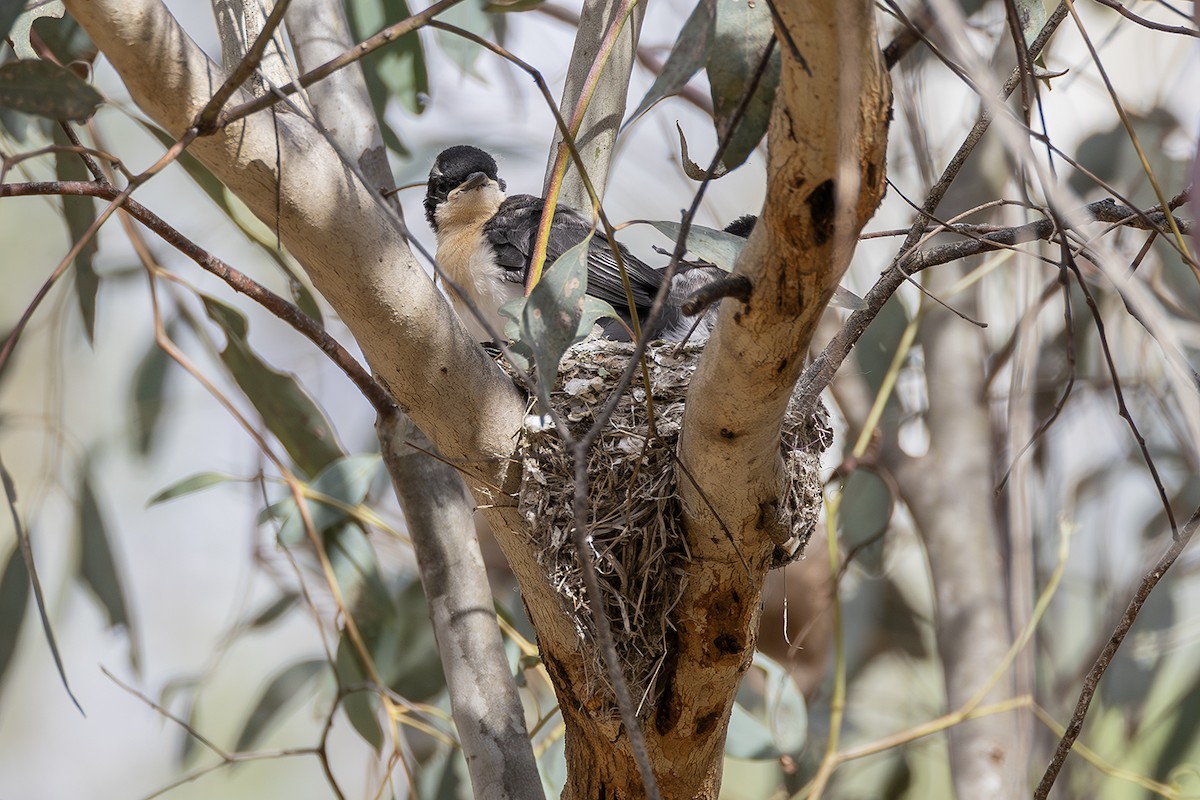 Restless Flycatcher - ML641955291