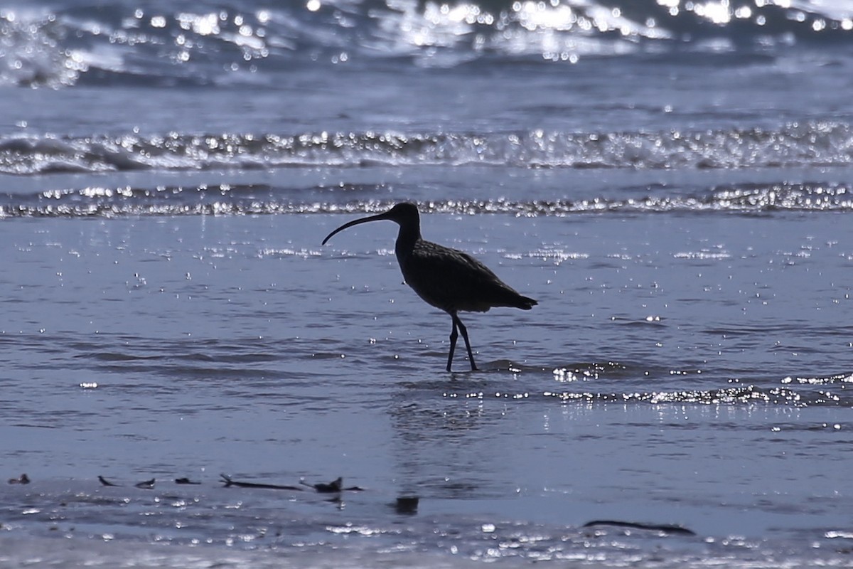 Far Eastern Curlew - ML641955293