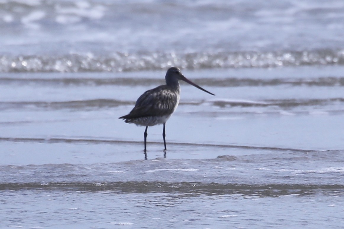 Bar-tailed Godwit - ML641955294