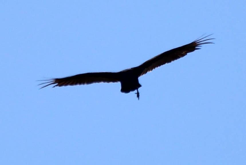 Turkey Vulture - ML641955295
