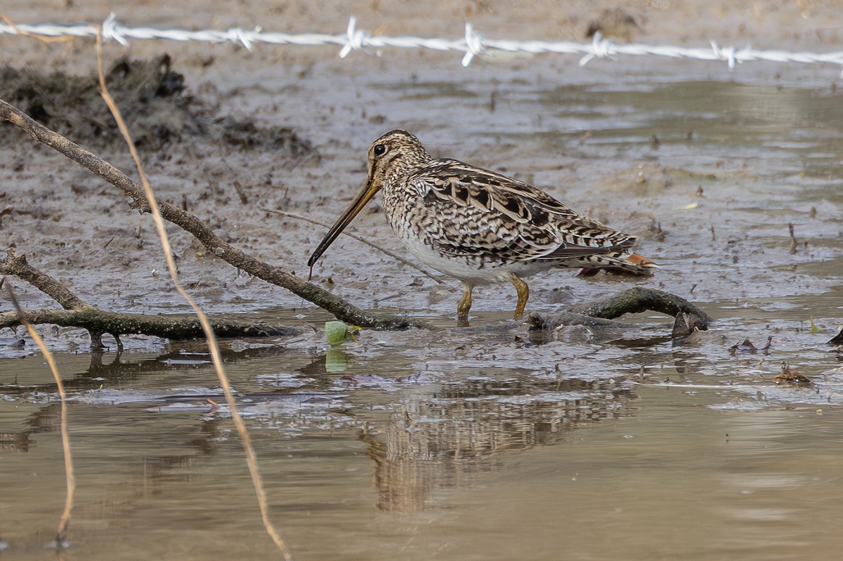 Latham's Snipe - ML641955297