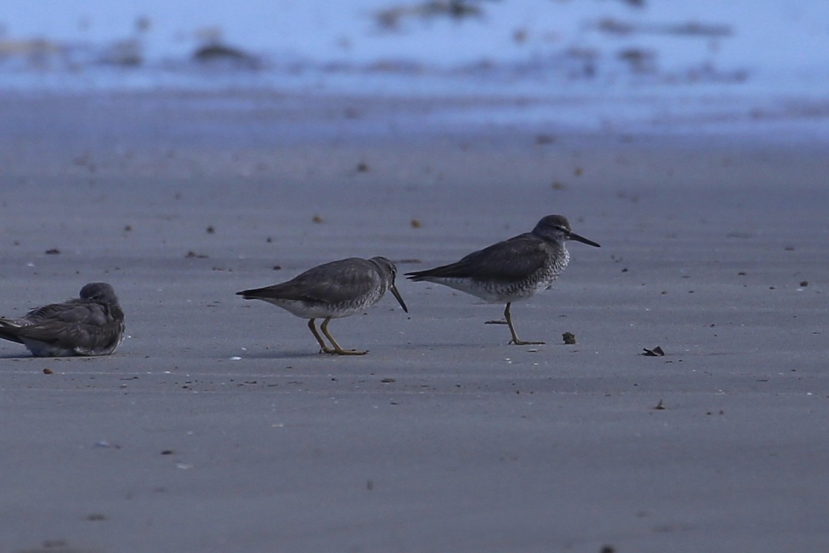 Gray-tailed Tattler - ML641955298