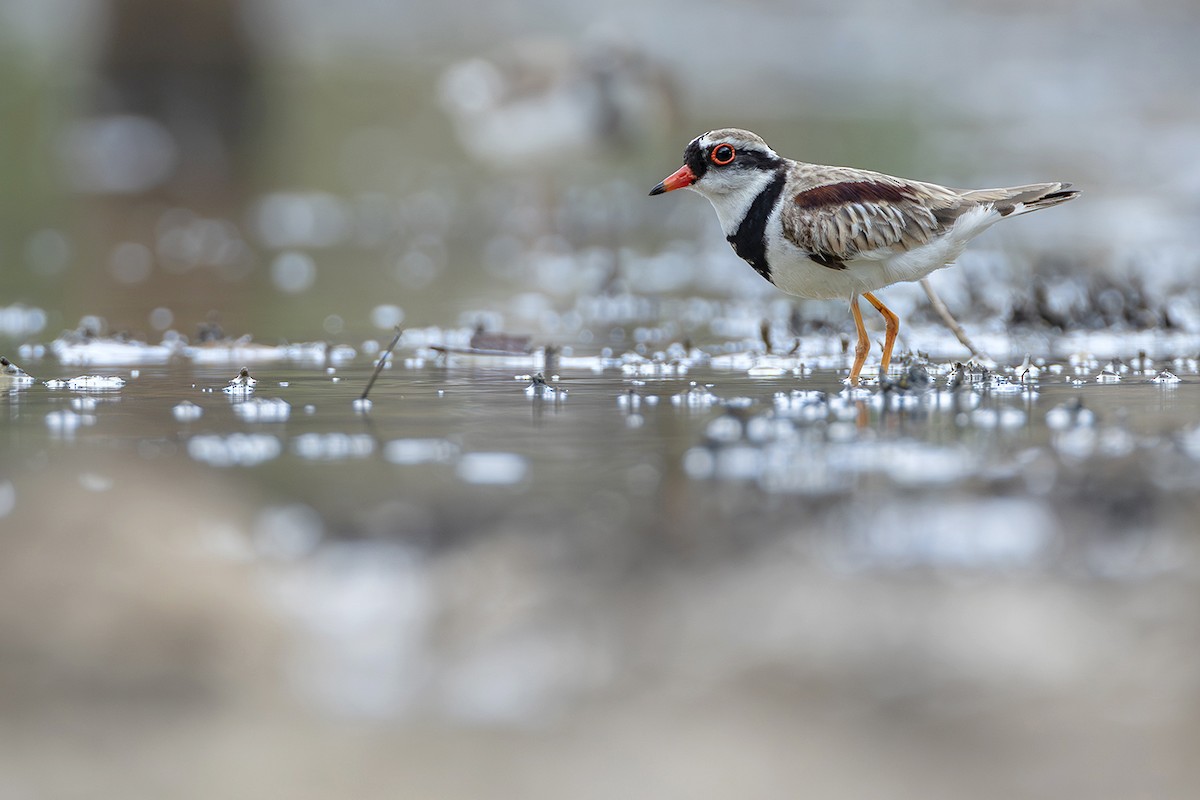 Black-fronted Dotterel - ML641955299