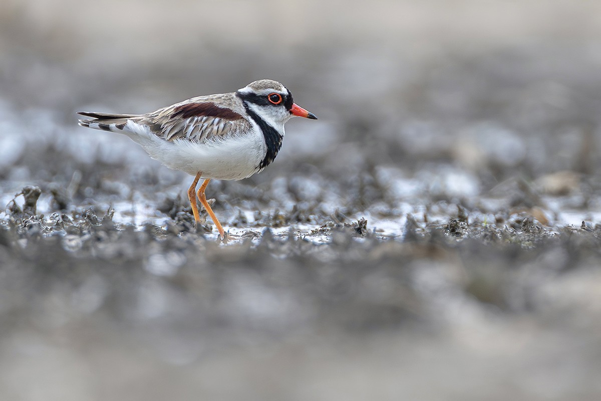 Black-fronted Dotterel - ML641955300