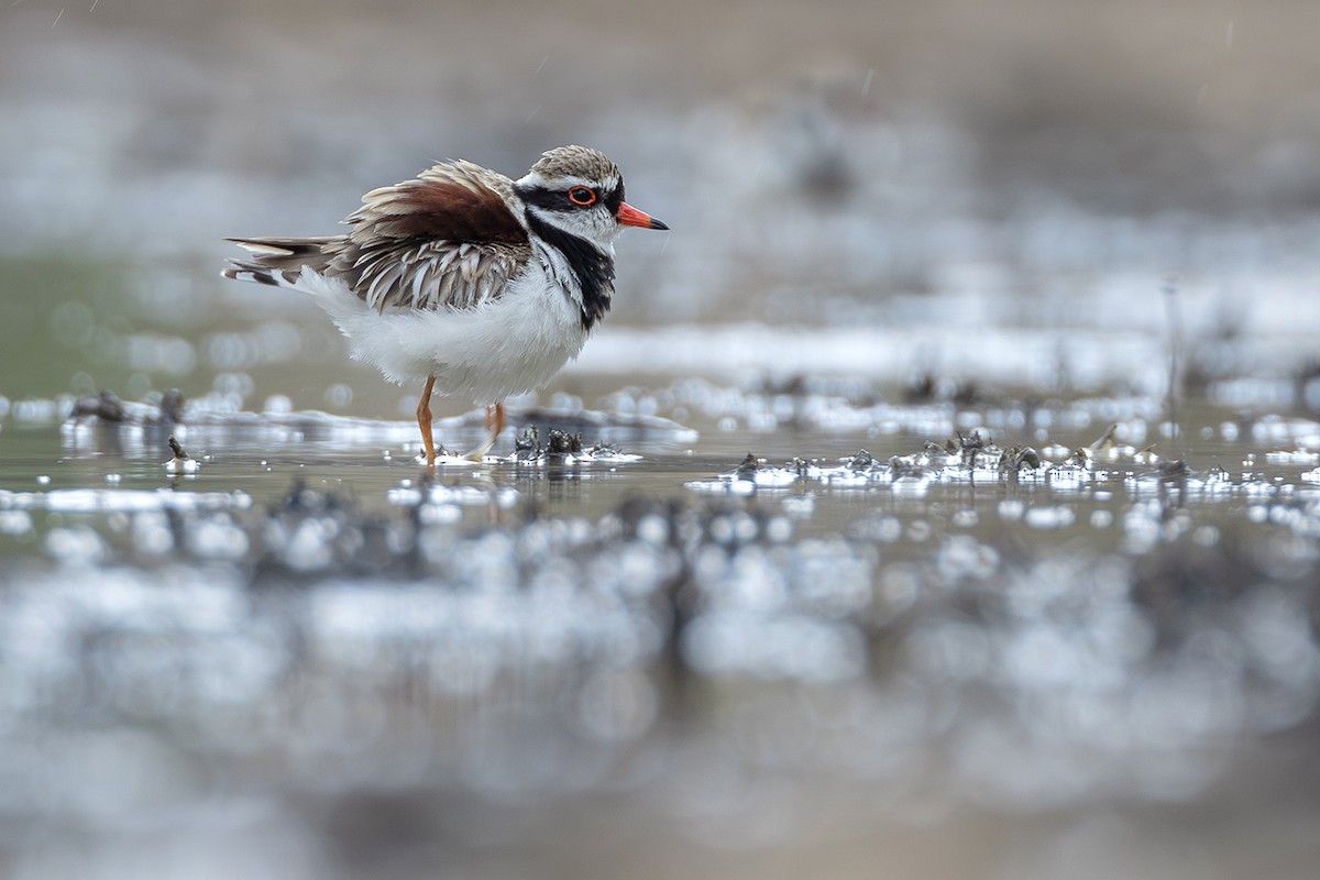 Black-fronted Dotterel - ML641955301