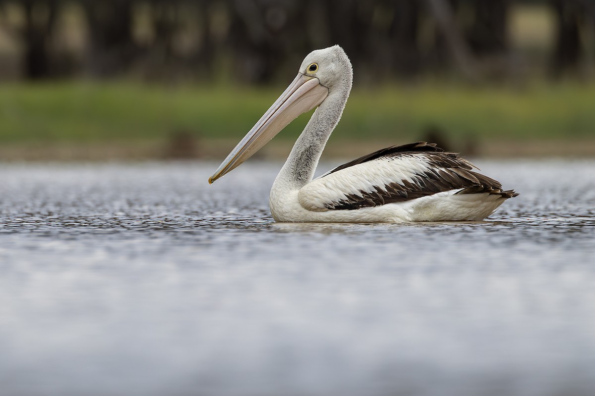 Australian Pelican - ML641955302