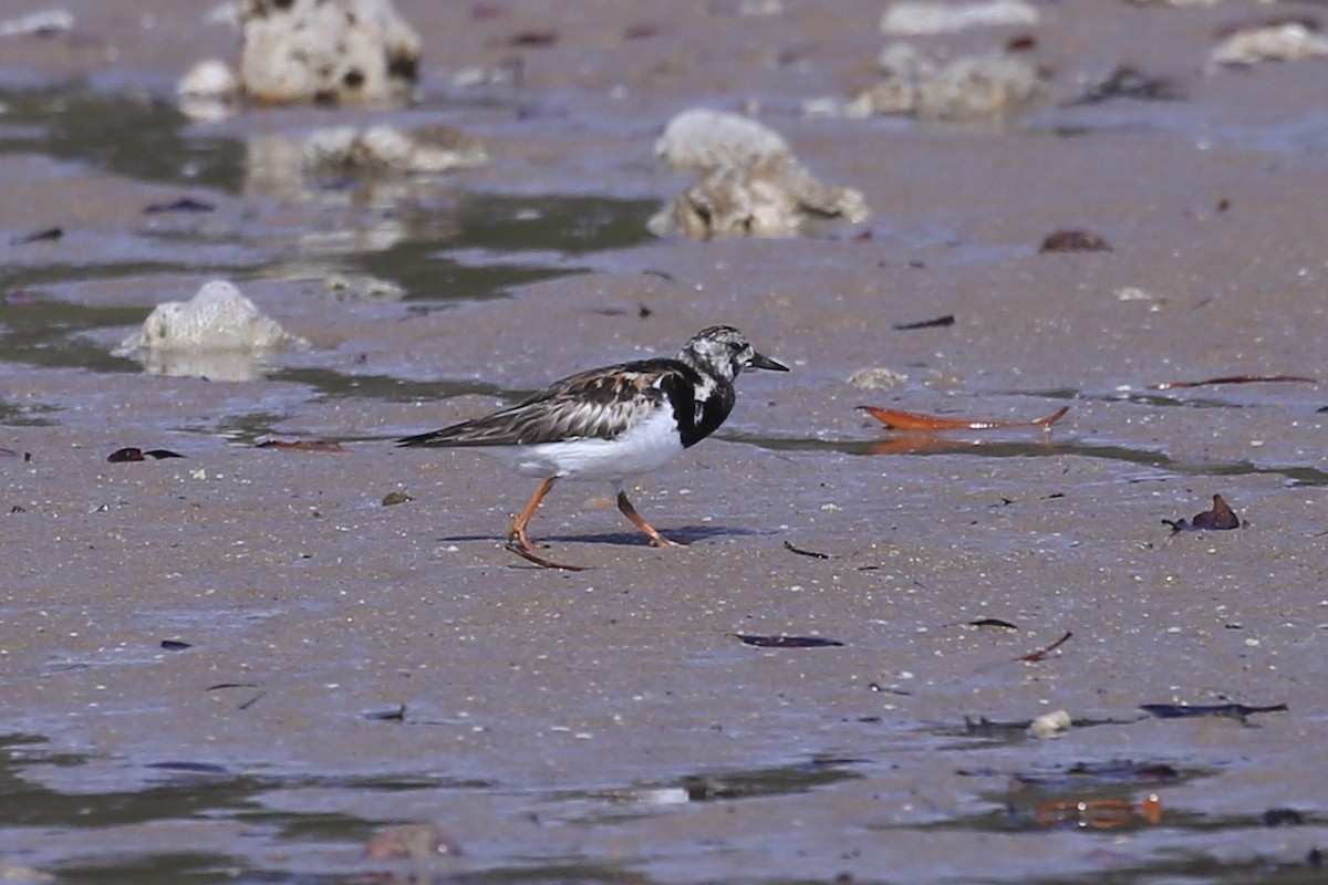Ruddy Turnstone - ML641955303