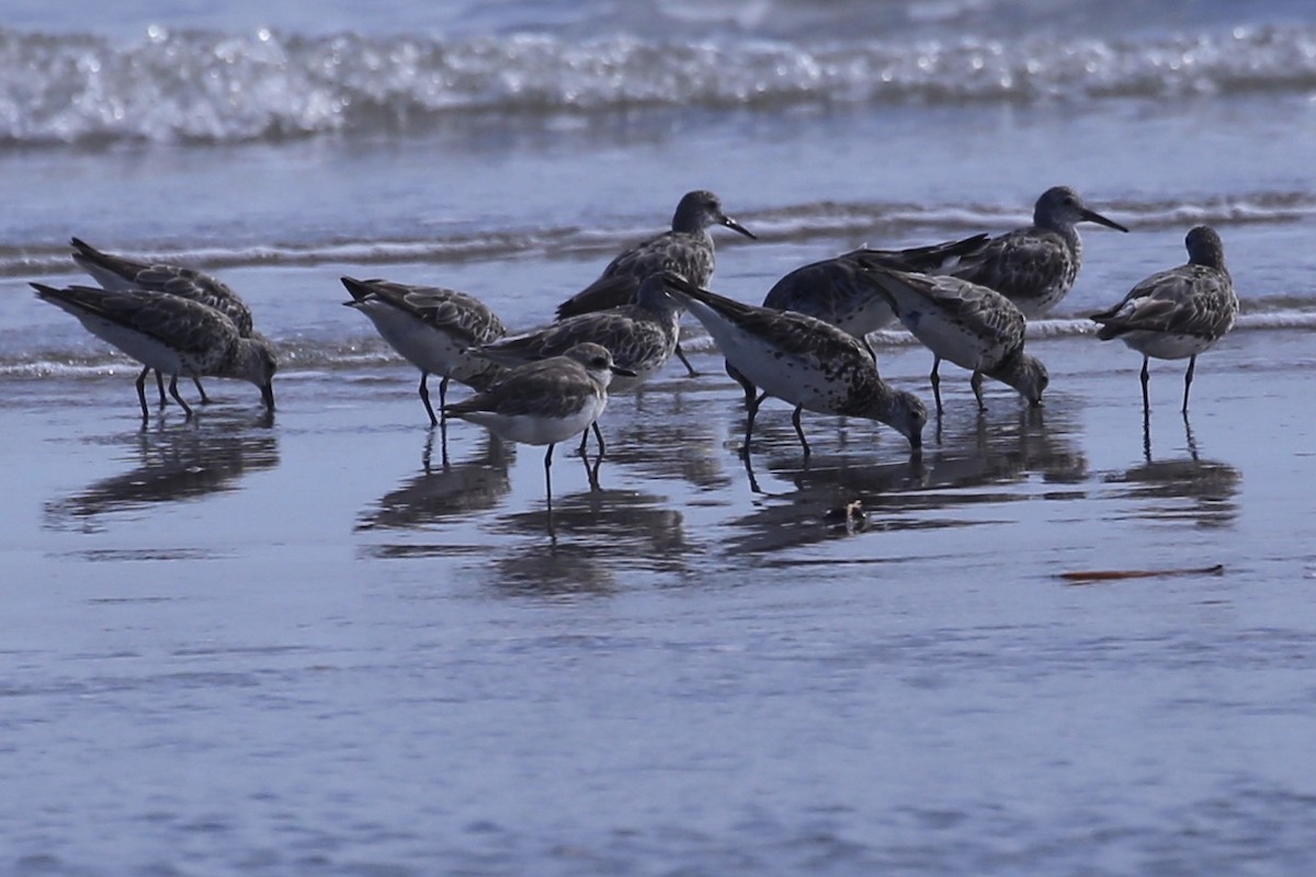 Great Knot - ML641955304