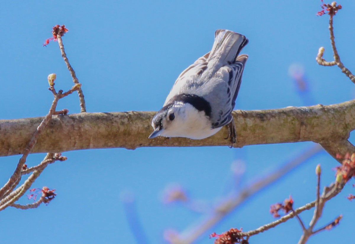 White-breasted Nuthatch - ML641955306